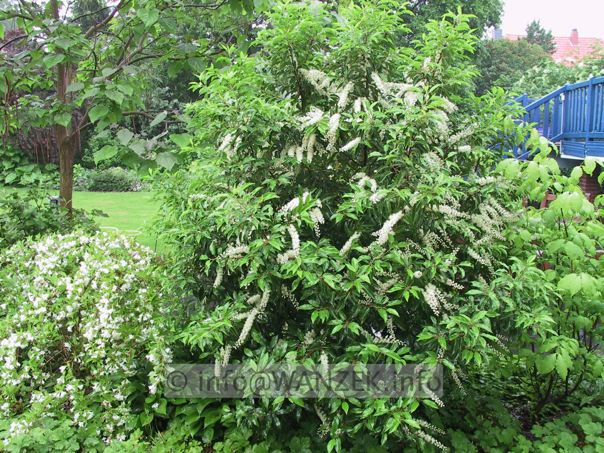 Prunus lusitanica Angustifolia - Sol bluehend2.JPG